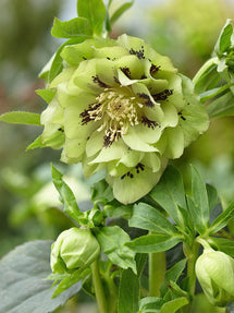 Hellebores Double Ellen Green