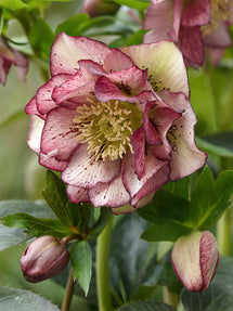 Hellebores Double Ellen Picotee