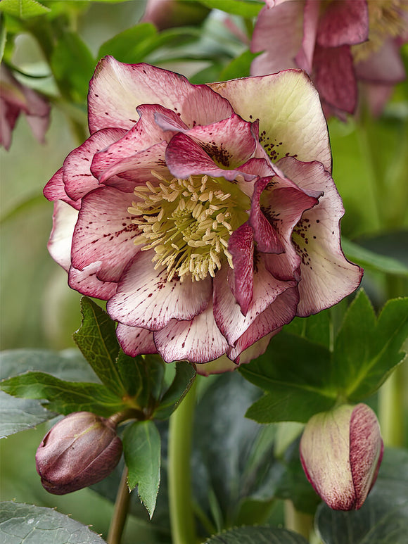 Helleborus Double Ellen Picotee