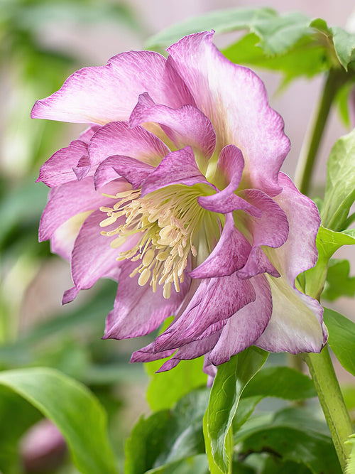 Buy Helleborus Double Ellen Pink bare roots for spring shipping to UK