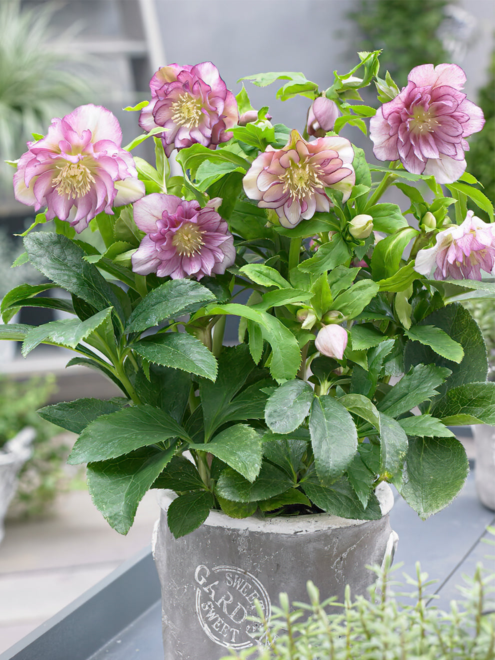 hellebore indoor plant Hellebores Double Ellen Pink