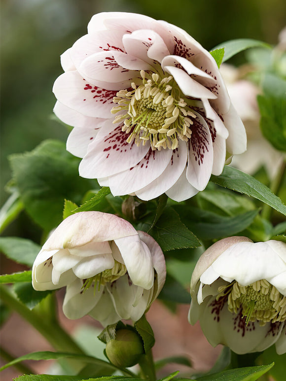 Helleborus Double Ellen Pink Spotted