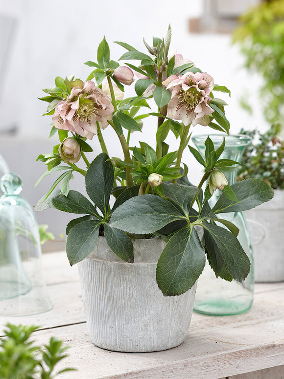 Buy Helleborus Double Ellen Pink Spotted