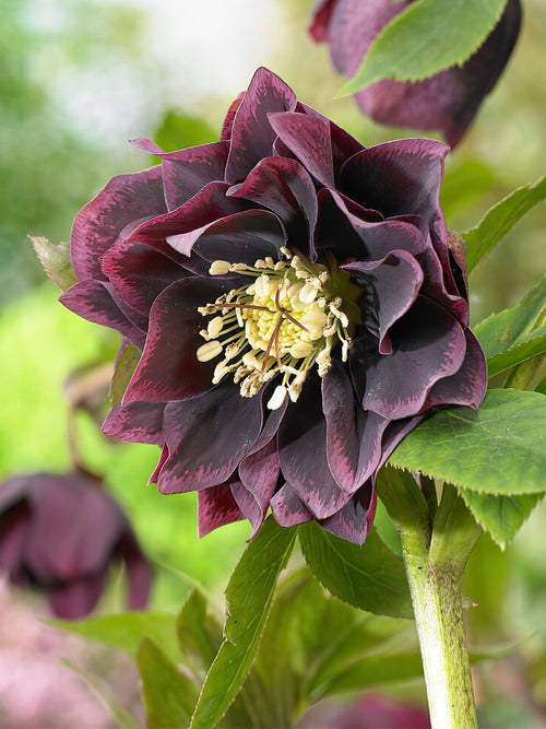 Helleborus Double Ellen Purple