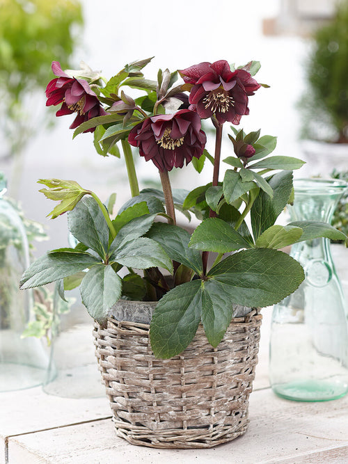 Helleborus Double Ellen Purple