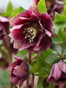 Hellebores Double Ellen Red