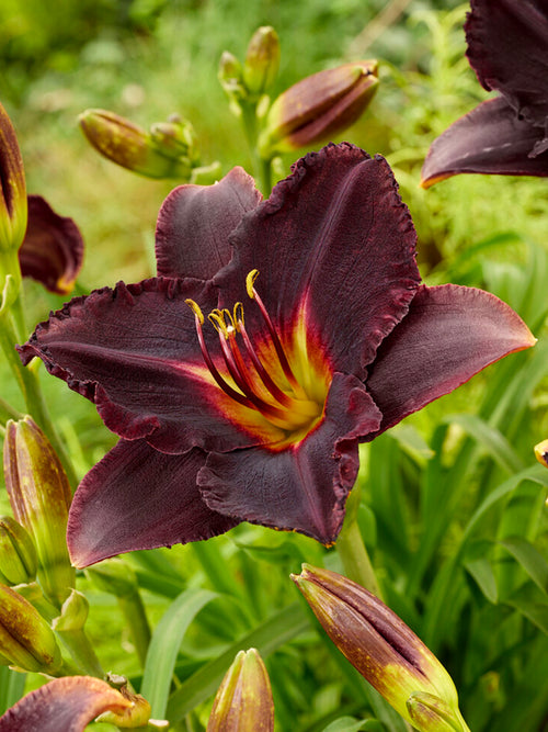The 'Black Stockings' daylily (Hemerocallis 'Black Stockings')