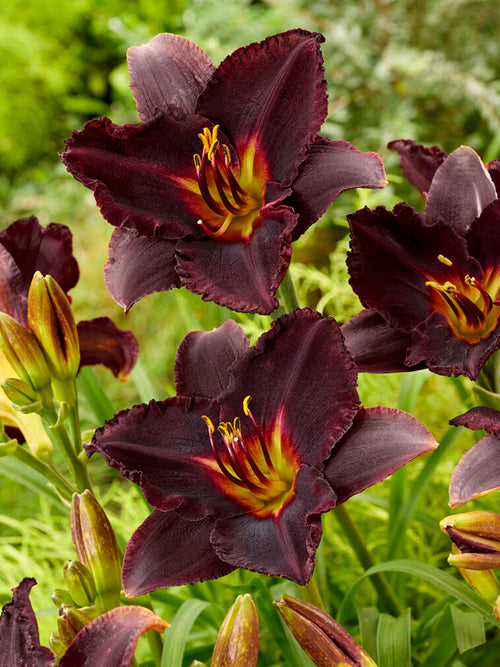 The 'Black Stockings' daylily (Hemerocallis 'Black Stockings')