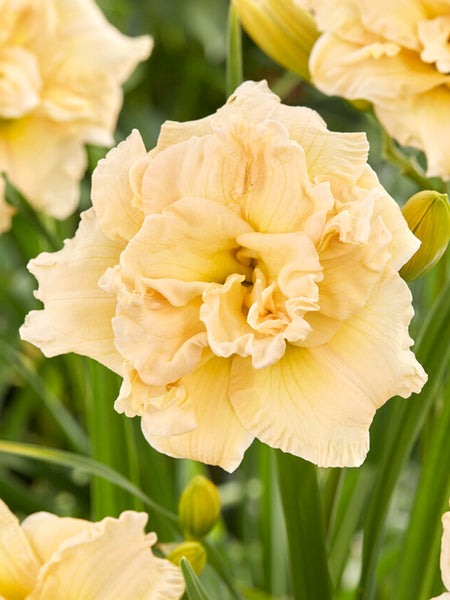 Daylily Schnickel Fritz - (Hemerocallis) | DutchGrown™