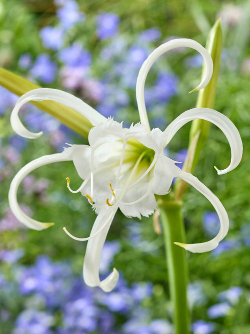 Hymenocallis Festalis ‘Zwanenburg’, also known as the Peruvian Daffodil or Spider Lily