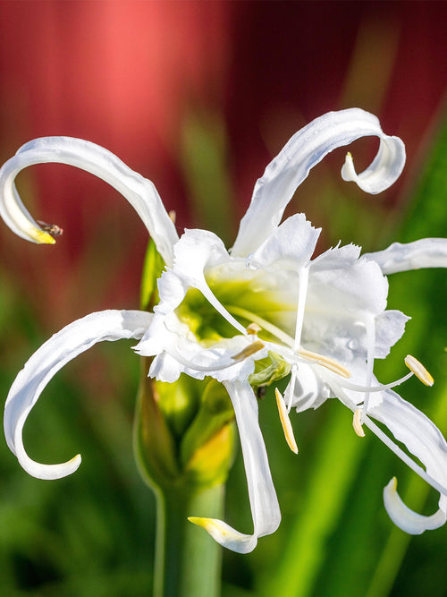 Hymenocallis Festalis ‘Zwanenburg’, also known as the Peruvian Daffodil or Spider Lily