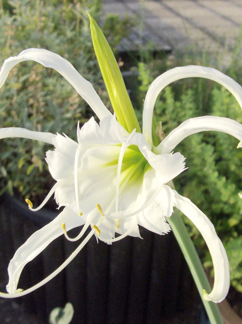Hymenocallis Festalis ‘Zwanenburg’, also known as the Peruvian Daffodil or Spider Lily