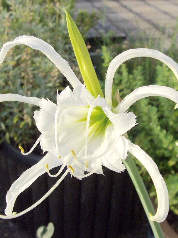 Hymenocallis Festalis ‘Zwanenburg’, also known as the Peruvian Daffodil or Spider Lily
