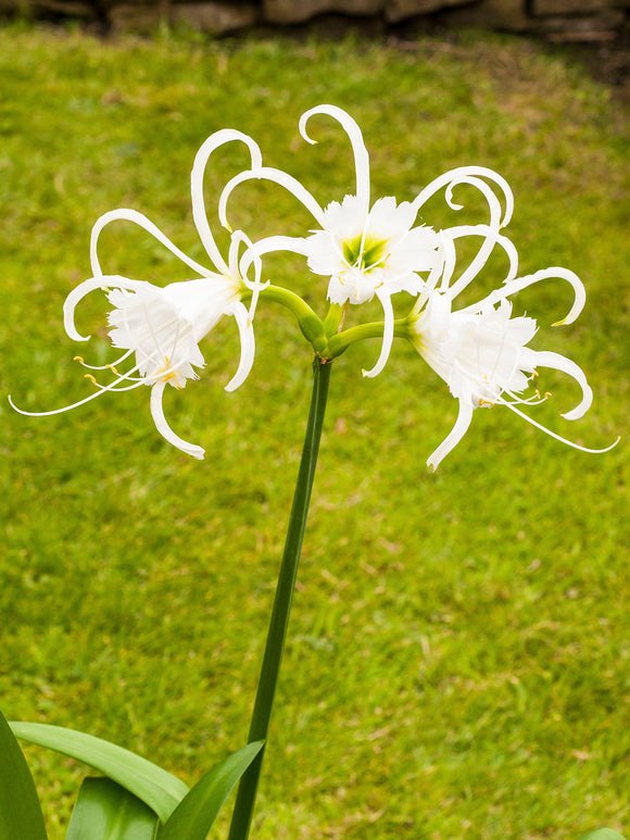 Hymenocallis Festalis ‘Zwanenburg’, also known as the Peruvian Daffodil or Spider Lily