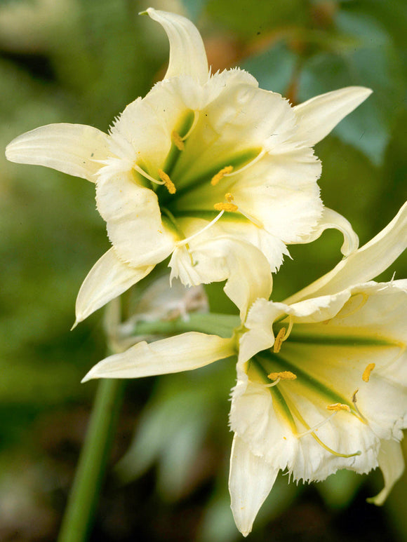 Hymenocallis ‘Sulphur Queen’, a rare and exquisite variety of the Peruvian Daffodil family