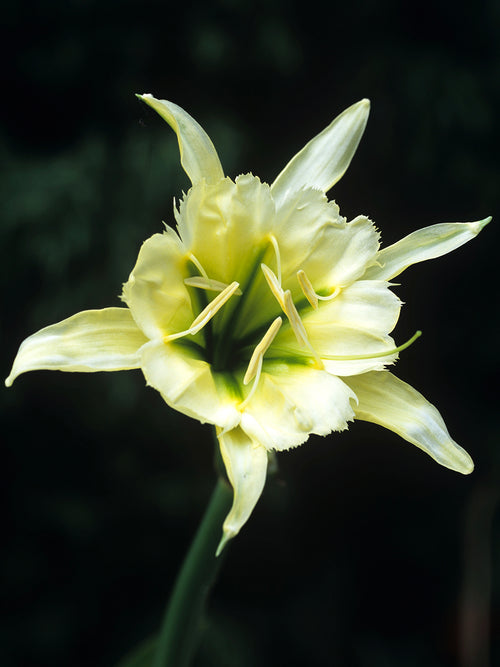 Hymenocallis ‘Sulphur Queen’, a rare and exquisite variety of the Peruvian Daffodil family