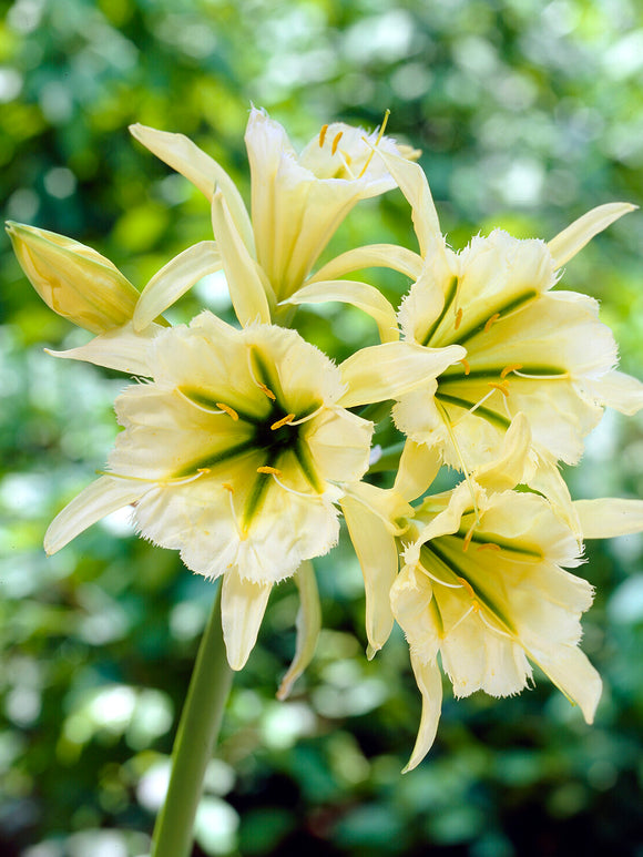 Hymenocallis ‘Sulphur Queen’, a rare and exquisite variety of the Peruvian Daffodil family