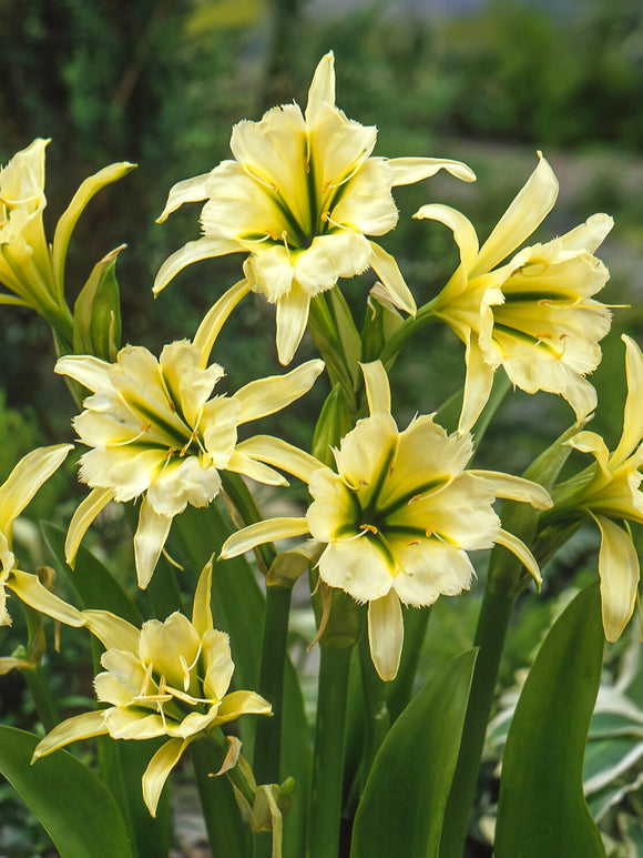 Hymenocallis ‘Sulphur Queen’, Peruvian Daffodil, Spider Lily