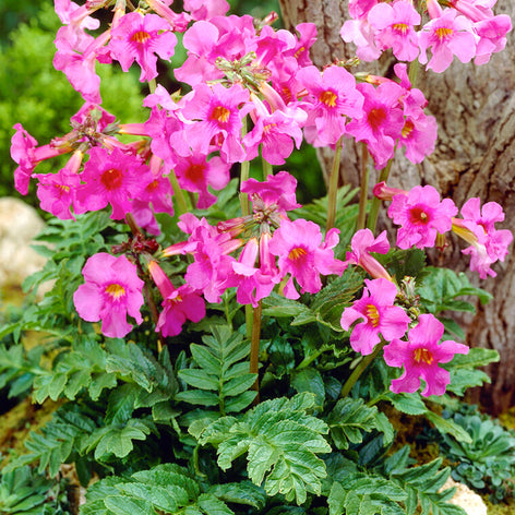 Incarvillea Delavayi, commonly known as Hardy Gloxinia