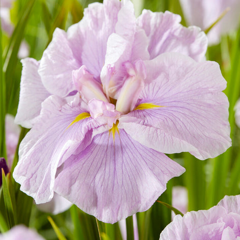 Japanese Iris Iris Ensata 'Dinner Plate Tub Tim Grob' is a stunning Japanese Iris cultivar