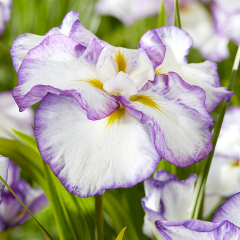 Iris ensata 'Light and Dawn', commonly known as Japanese Iris