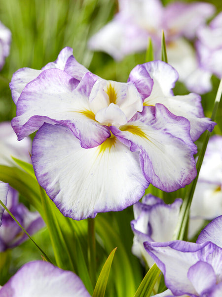 Japanese Iris Light and Dawn | DutchGrown™