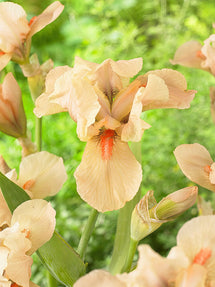 Bearded Iris Apricot Silk
