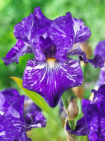 Bearded Iris Batik