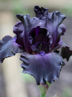 Bearded Iris Black Knight