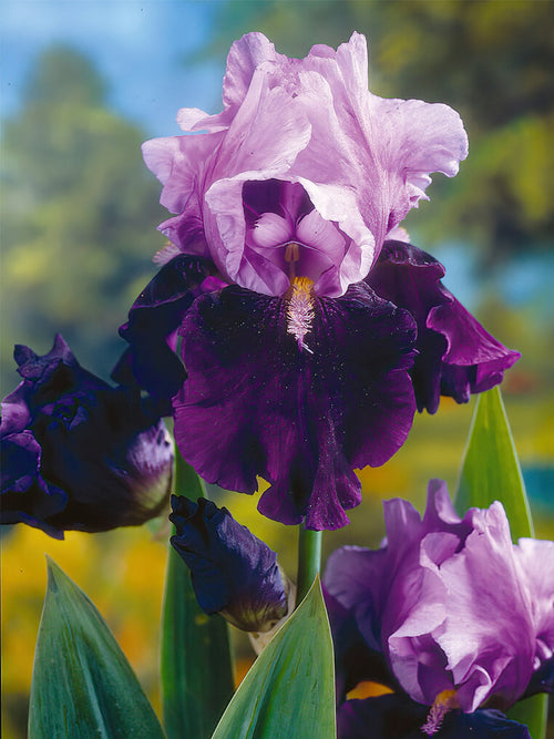 Iris Germanica Bluebird Wine