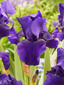Bearded Iris Superstition