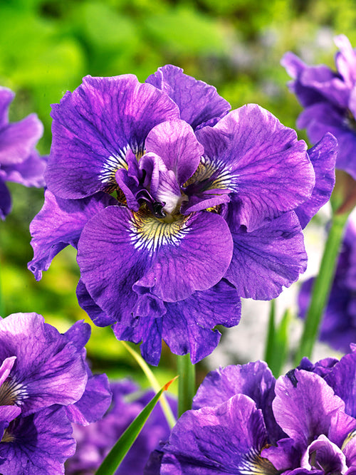 Siberian Iris 'Concord Crush' (Iris sibirica 'Concord Crush')