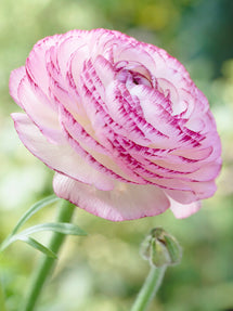 Italian Ranunculus Elegance Bianco Striato