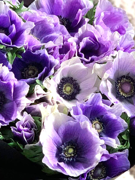 Mistral Azzurro - Italian Anemone | DutchGrown™