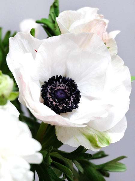 Italian_Anemone_Mistral_Bianco