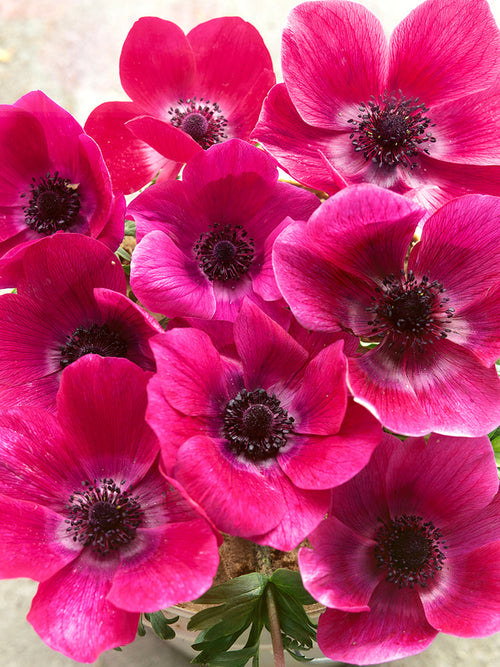 Italian Anemone Mistral Fucsia