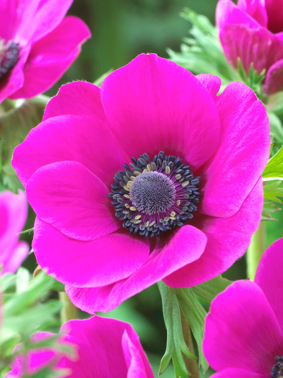 Italian Anemone Mistral Fucsia