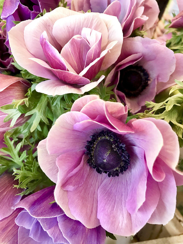 Mistral Rarity Italian Anemone Bulbs