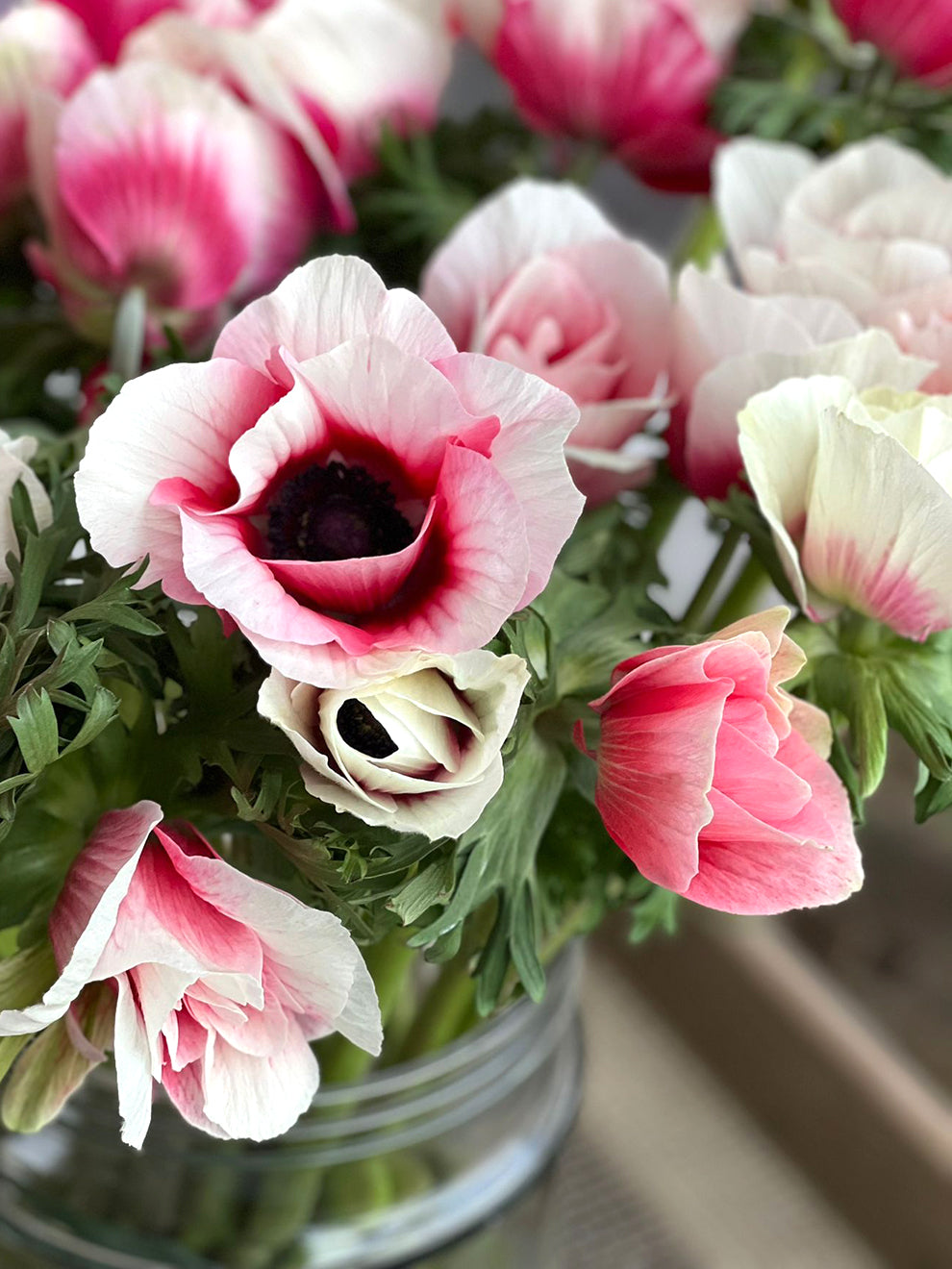 Mistral The Edge - Italian Anemone | DutchGrown™