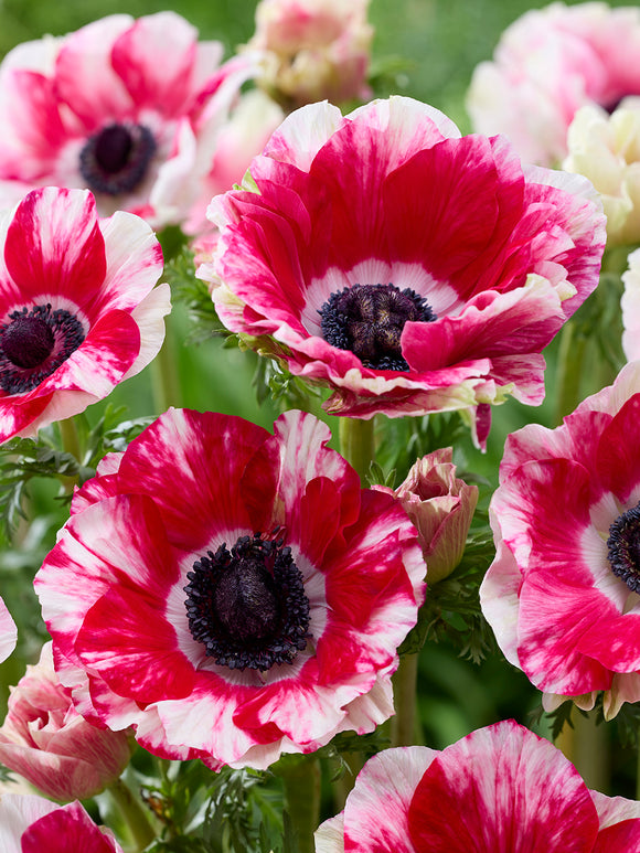 Mistral Tigre Italian Anemone Bulbs