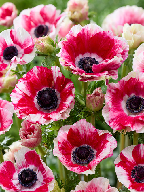 Mistral Tigre Italian Anemone Bulbs