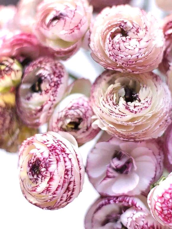 Italian_Ranunculus_Bianco_Striato