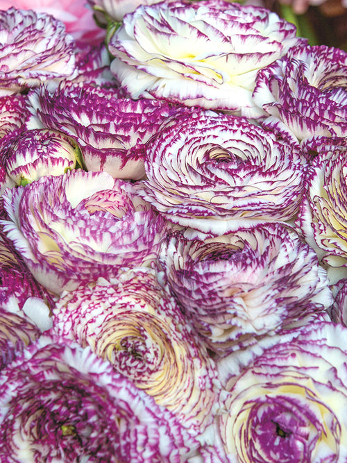 Italian_Ranunculus_Bianco_Striato