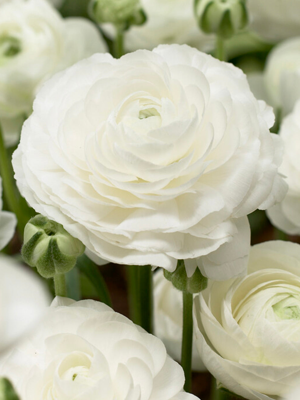 Closed Ranunculus Italian Ranunculus Elegance Bianco | DutchGrown™
