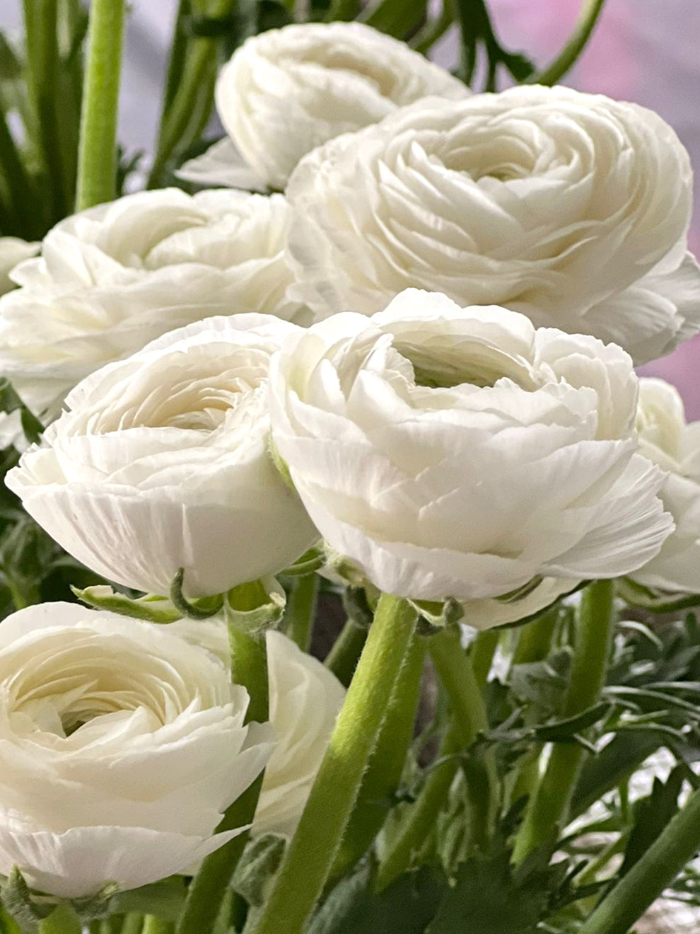 Closed Ranunculus Italian Ranunculus Elegance Bianco | DutchGrown™