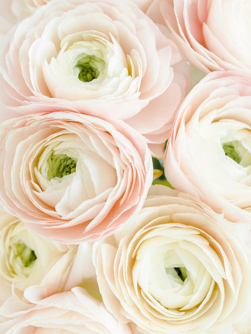 Italian Ranunculus Elegance Bianco Sfumato