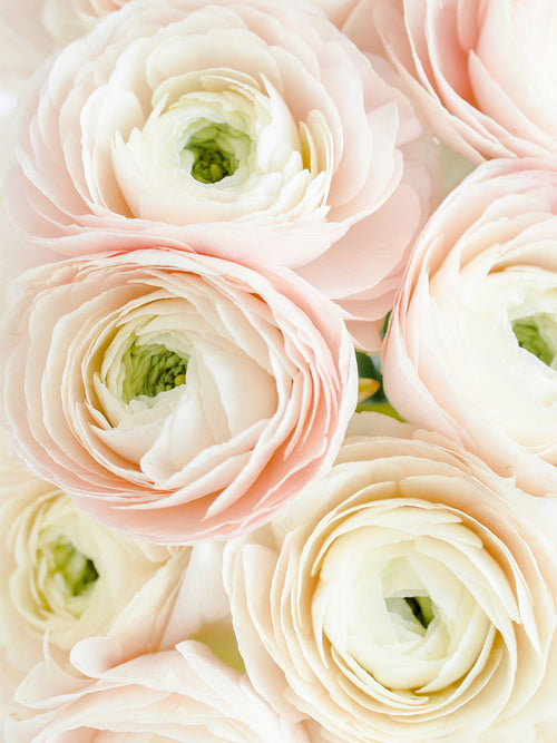 Italian Ranunculus Elegance Bianco Sfumato