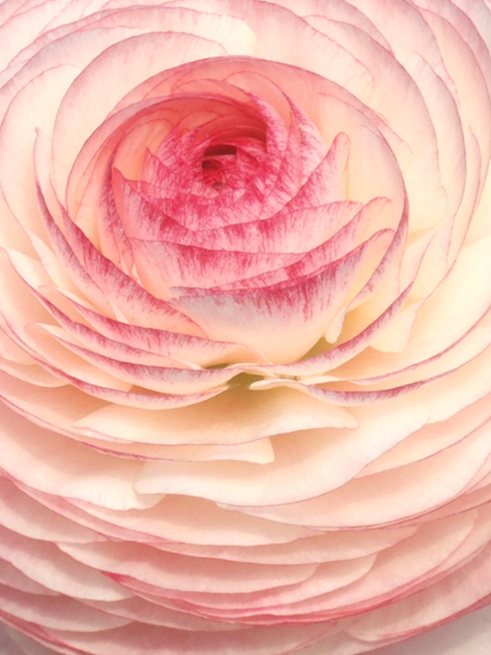 Elegance Bianco Sfumato - Italian Ranunculus | DutchGrown™