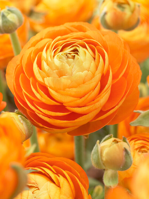 Italian Ranunculus Elegance Clementine