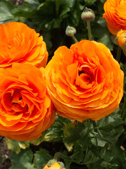 Italian Ranunculus Elegance Clementine